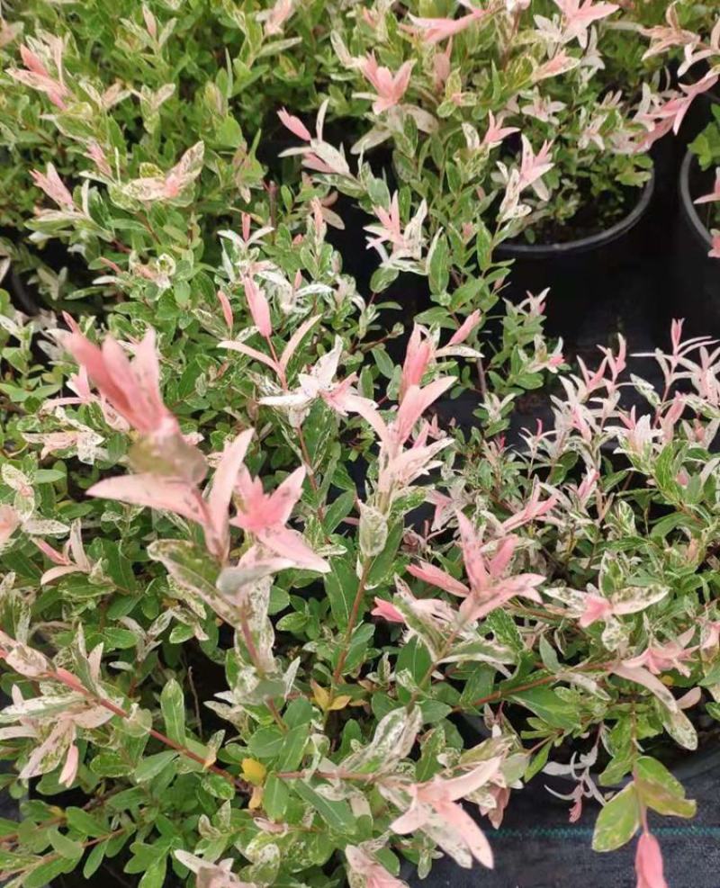 彩叶杞柳盆栽彩叶柳妃庭院花镜造景多年生灌木植物色彩艳丽