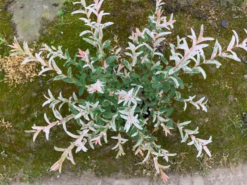 彩叶杞柳盆栽彩叶柳妃庭院花镜造景多年生灌木植物色彩艳丽