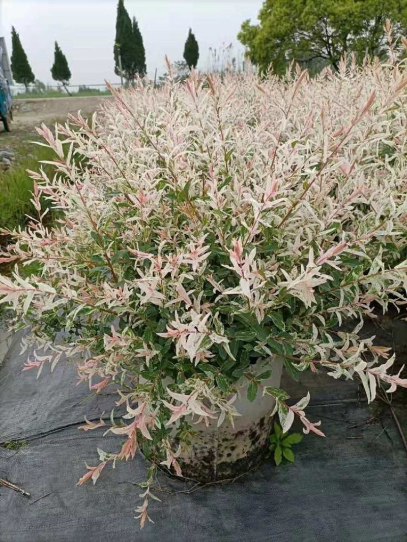彩叶杞柳盆栽彩叶柳妃庭院花镜造景多年生灌木植物色彩艳丽