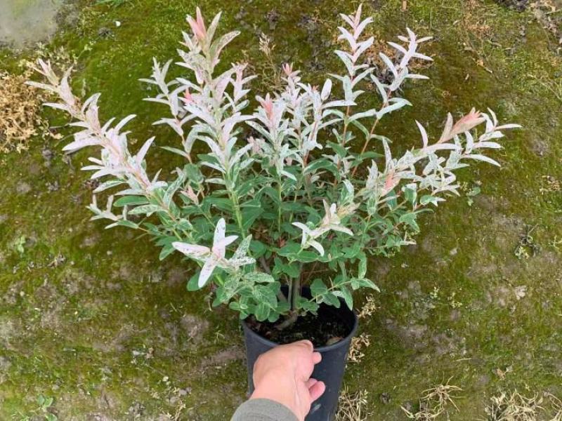 彩叶杞柳盆栽彩叶柳妃庭院花镜造景多年生灌木植物色彩艳丽