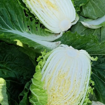 黄心白菜，大量上市价格便宜