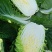 黄心白菜，大量上市价格便宜