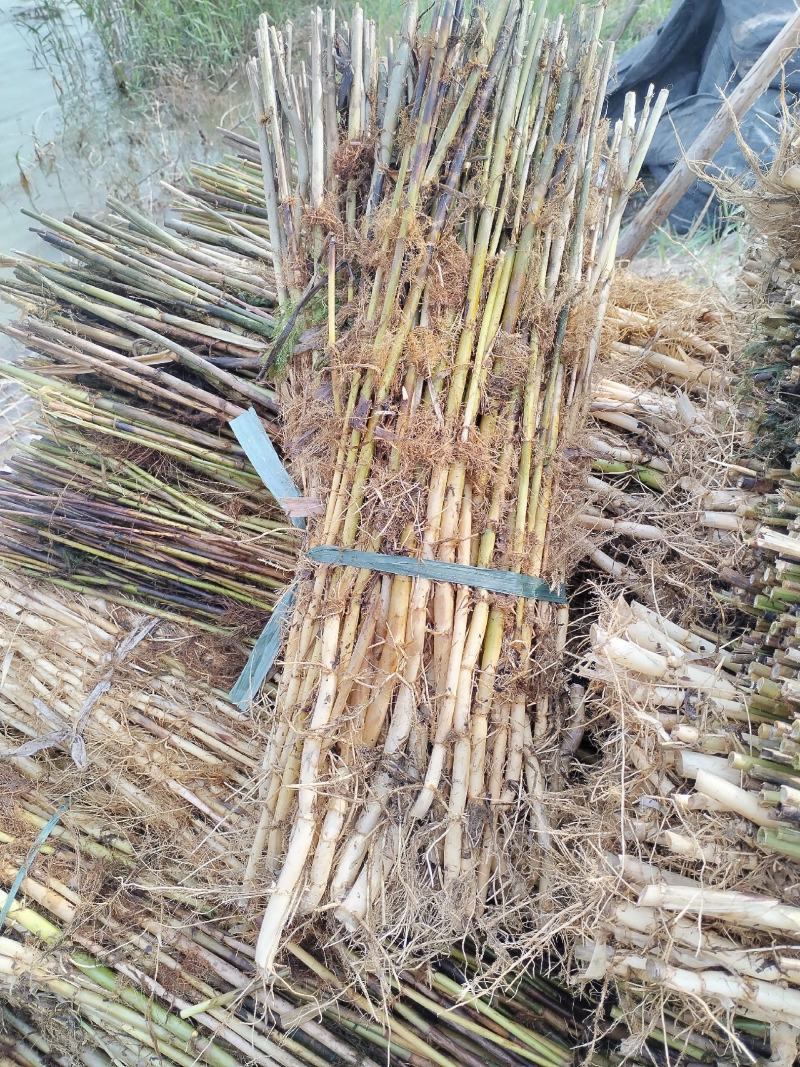 [推荐]水生植物芦苇苗，基地直营，量大优惠，欢迎采购