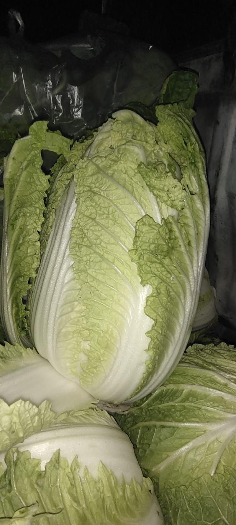 河南商丘黄心白菜上市中，需要采购的老板请通过一亩田联系我