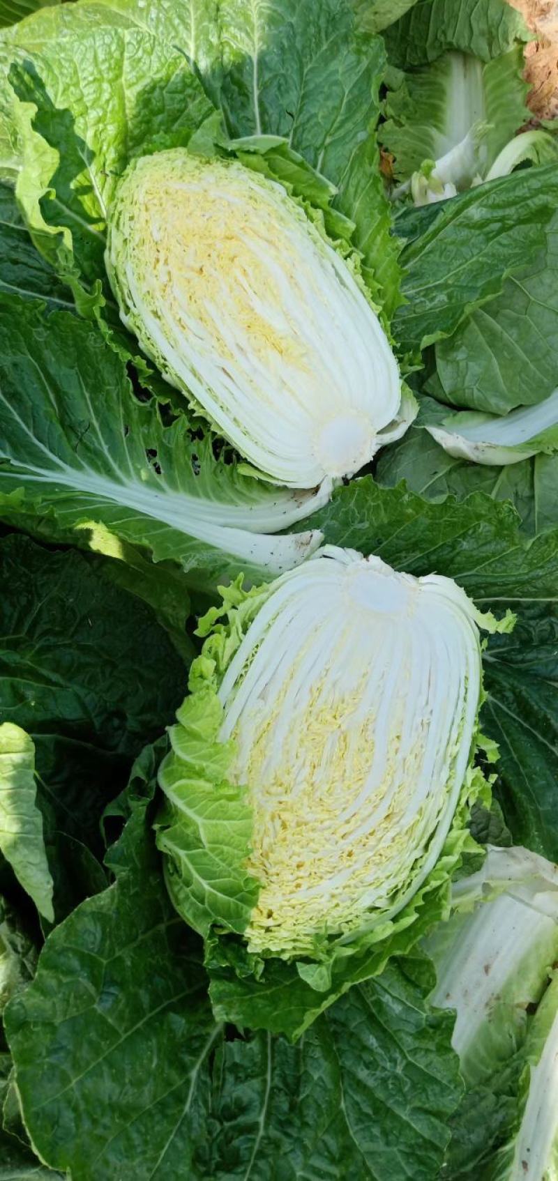 黄心白菜，大量上市价格便宜