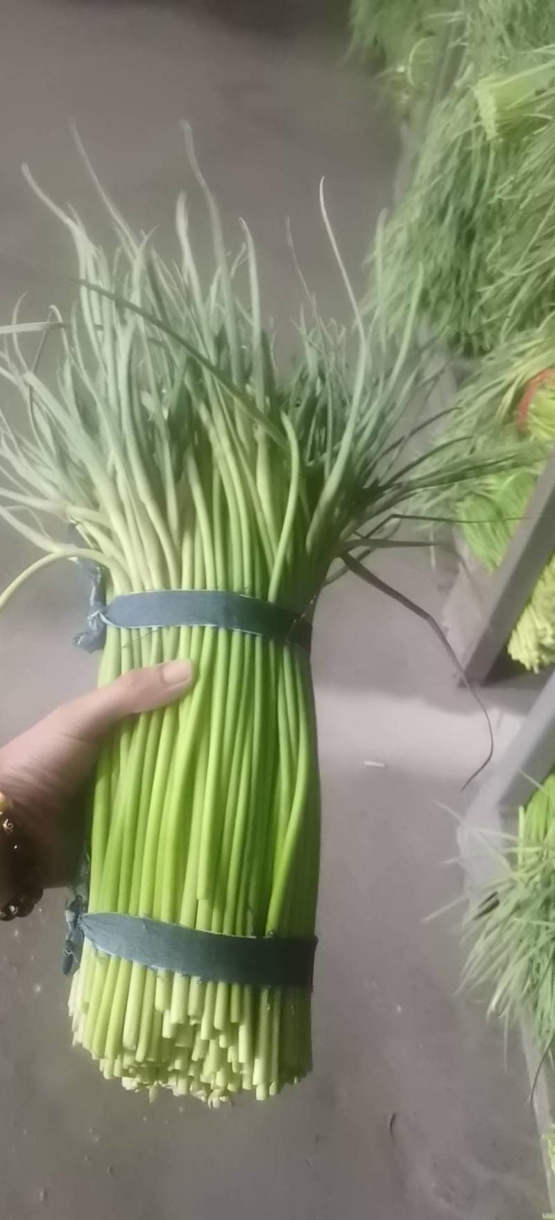 优质红帽蒜苔