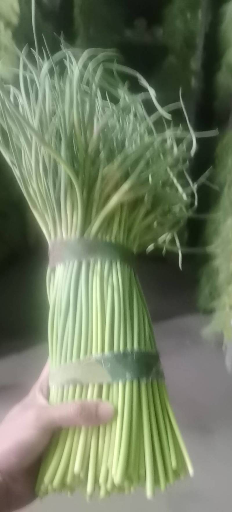 优质红帽蒜苔