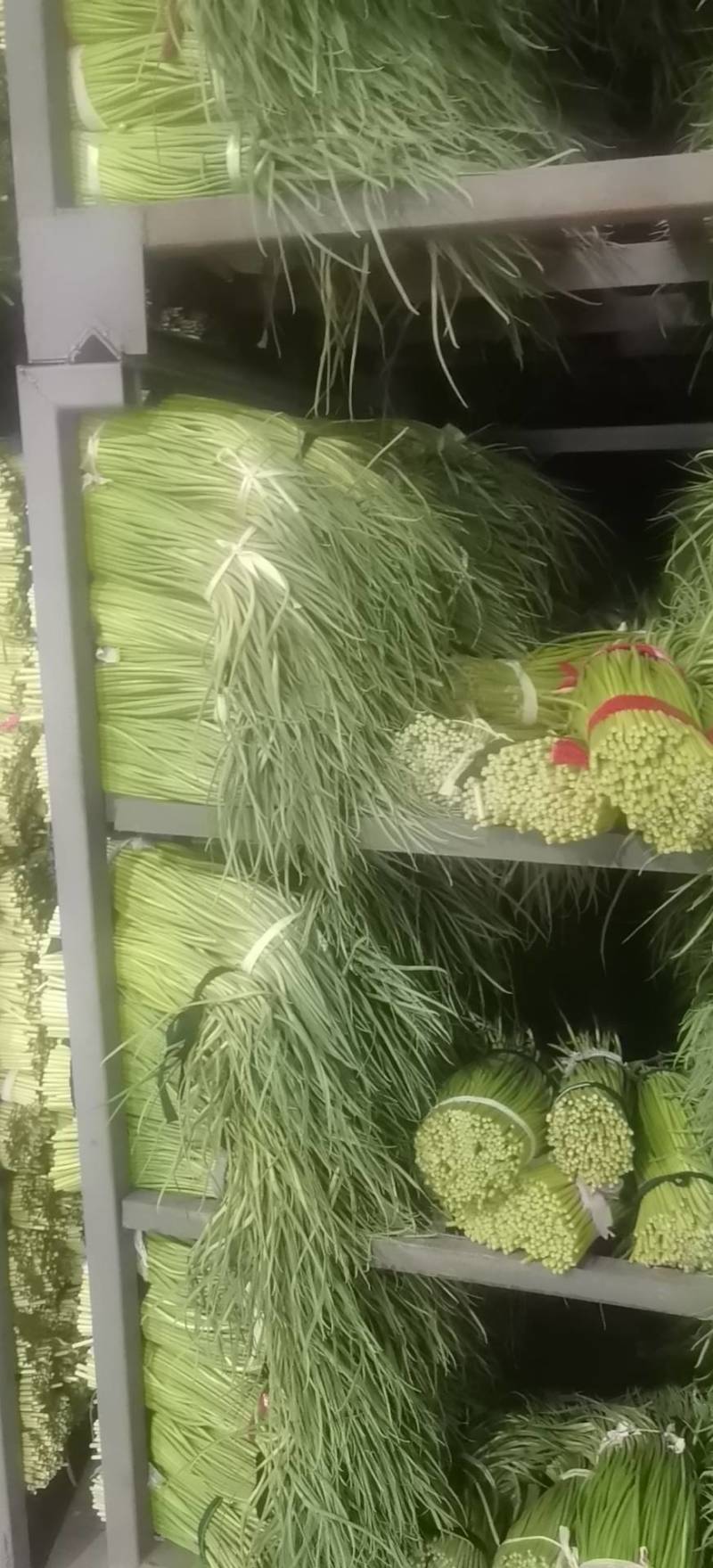 优质红帽蒜苔