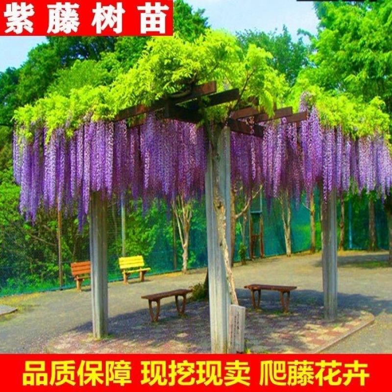 出售基地紫藤1-2-3-4-5-6-7-8-9量大从优