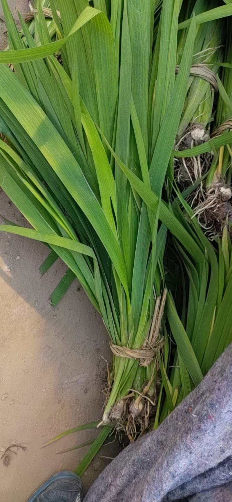 黄菖蒲高度20～50苗圃直销价格便宜