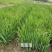 黄菖蒲高度20～50苗圃直销价格便宜