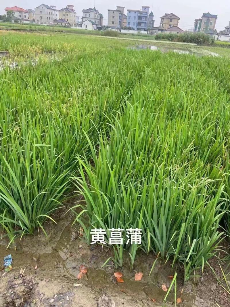 黄菖蒲高度20～50苗圃直销价格便宜