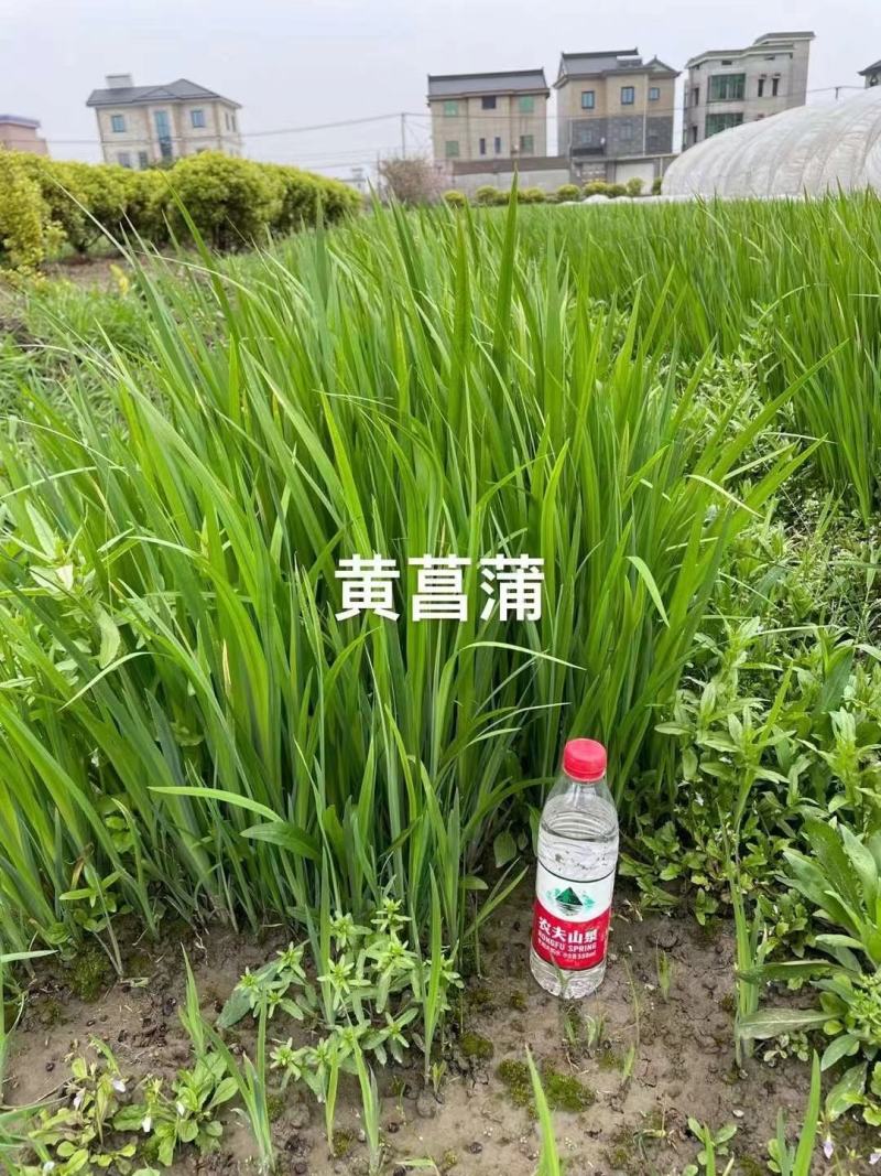 黄菖蒲高度20～50苗圃直销价格便宜