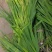 黄菖蒲高度20～50苗圃直销价格便宜