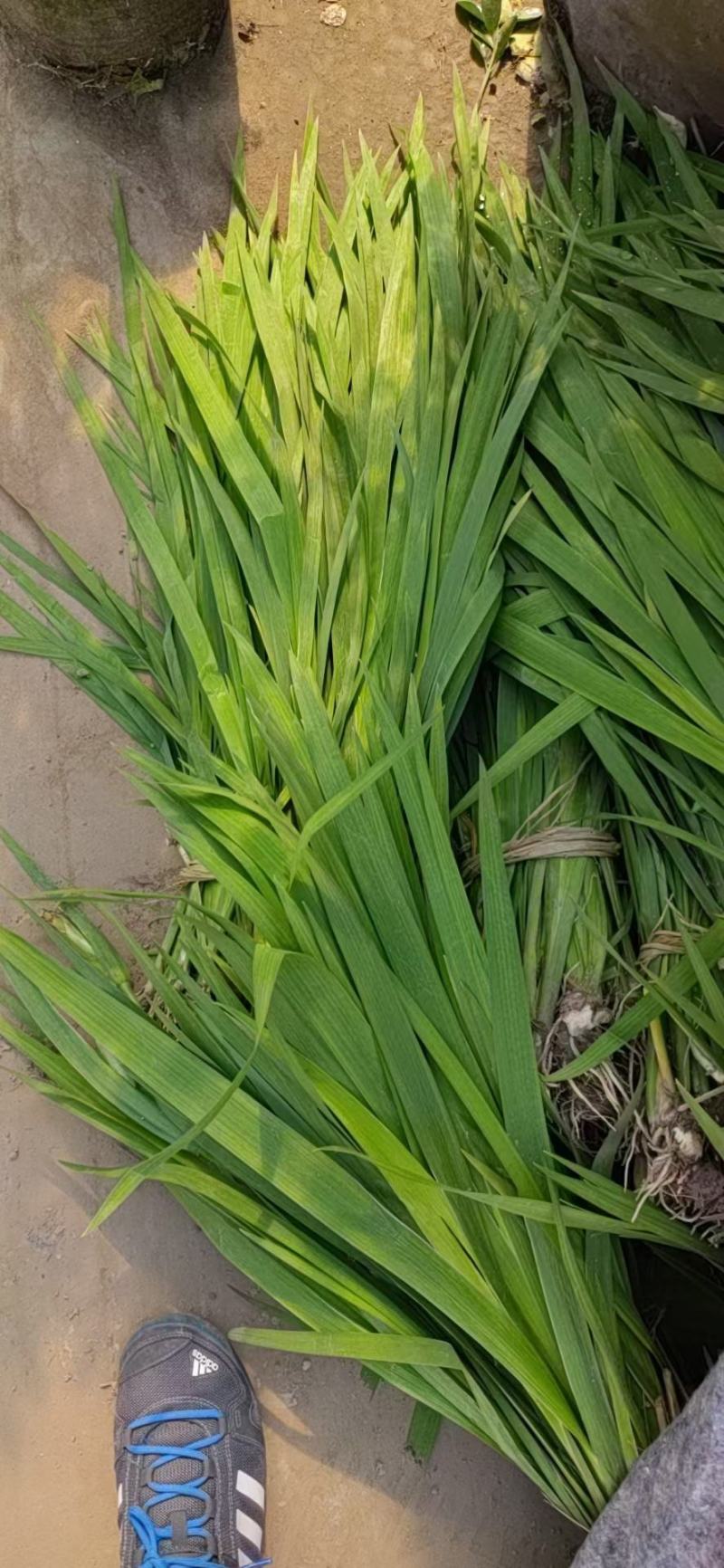 黄菖蒲高度20～50苗圃直销价格便宜