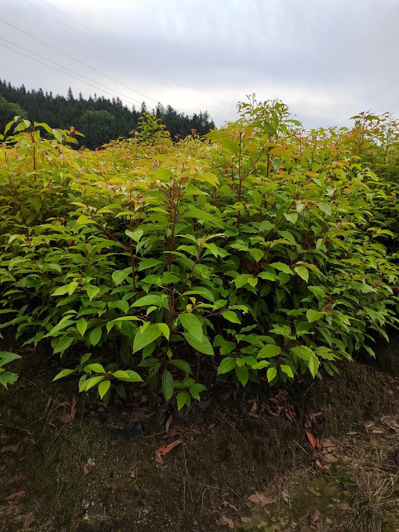 江西香樟树苗批发，基地发货，大量有货，诚信经营欢迎来电