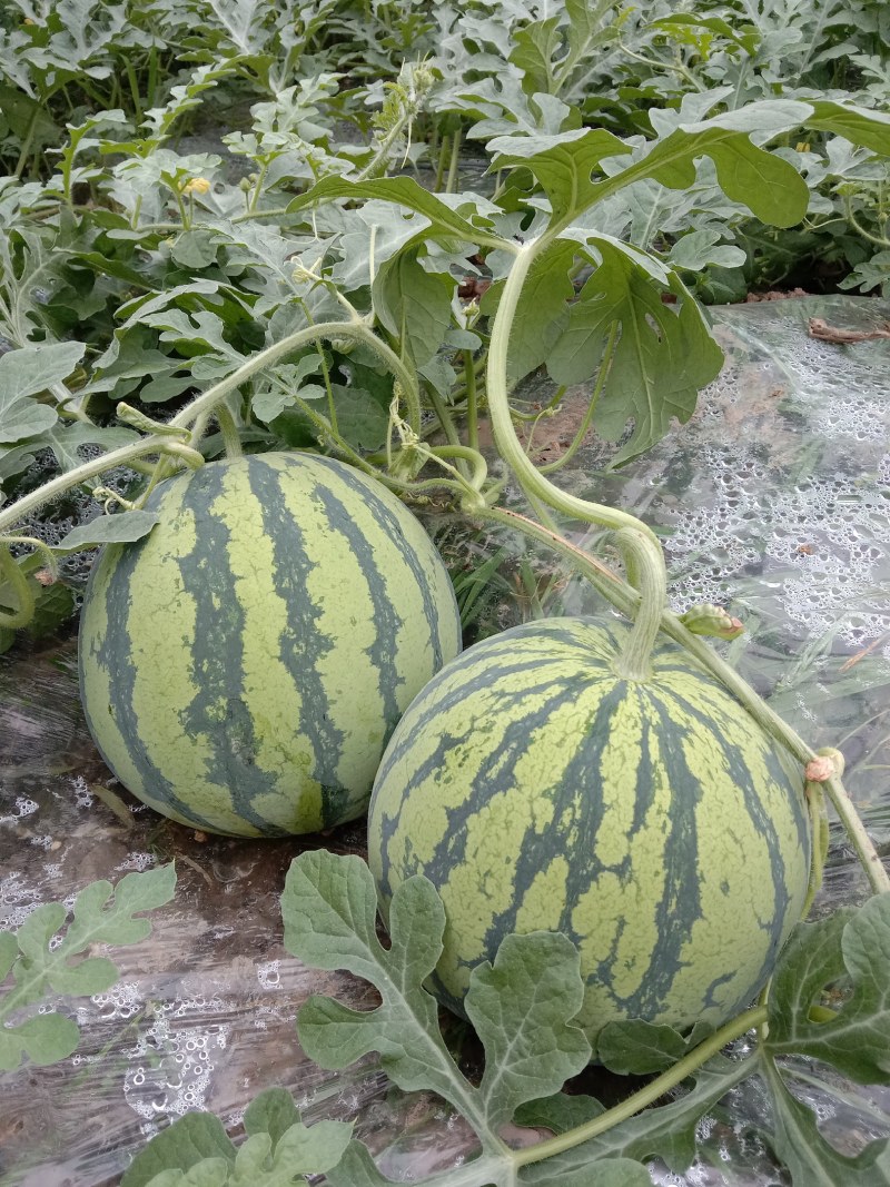 正宗玉脆西瓜