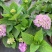 【推荐】无尽夏绣球花苗阳台办公室八仙花盆地载花卉工程苗