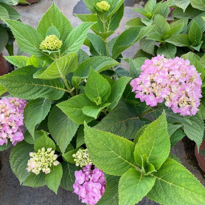 【推荐】无尽夏绣球花苗阳台办公室八仙花盆地载花卉工程苗