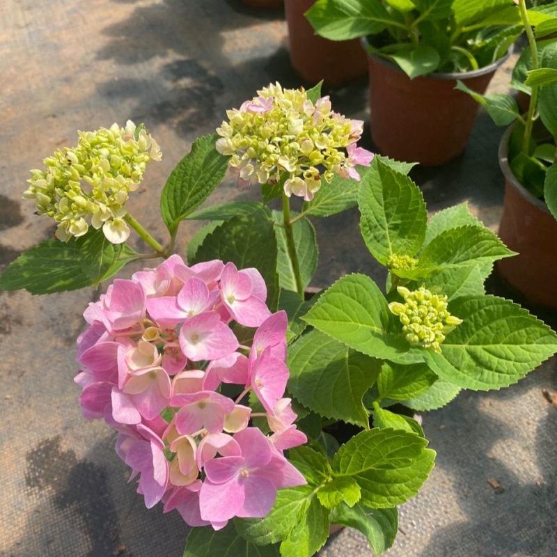 【推荐】无尽夏绣球花苗阳台办公室八仙花盆地载花卉工程苗