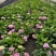 【推荐】无尽夏绣球花苗阳台办公室八仙花盆地载花卉工程苗