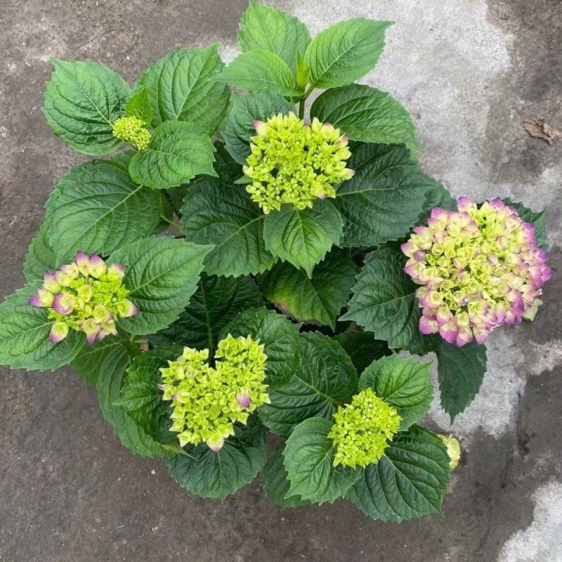 【推荐】无尽夏绣球花苗阳台办公室八仙花盆地载花卉工程苗