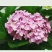 【推荐】无尽夏绣球花苗阳台办公室八仙花盆地载花卉工程苗