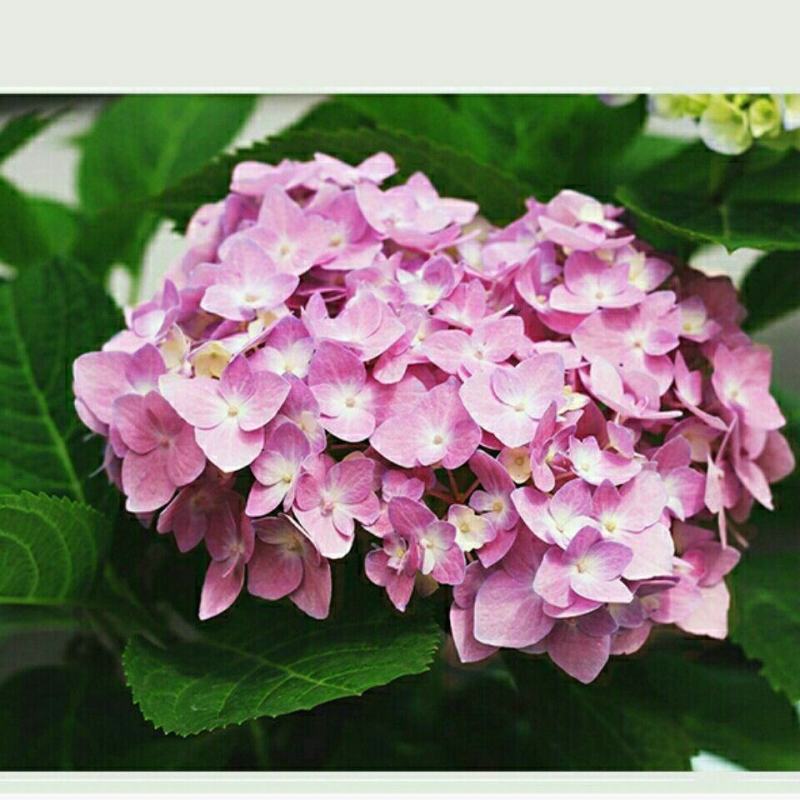 【推荐】无尽夏绣球花苗阳台办公室八仙花盆地载花卉工程苗