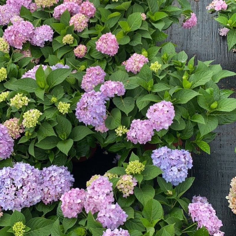 【推荐】无尽夏绣球花苗阳台办公室八仙花盆地载花卉工程苗