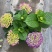 【推荐】无尽夏绣球花苗阳台办公室八仙花盆地载花卉工程苗