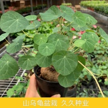 山乌龟爬藤植物盆栽室内红藤圆叶金不换阳台花园多肉块根