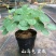 山乌龟爬藤植物盆栽室内红藤圆叶金不换阳台花园多肉块根