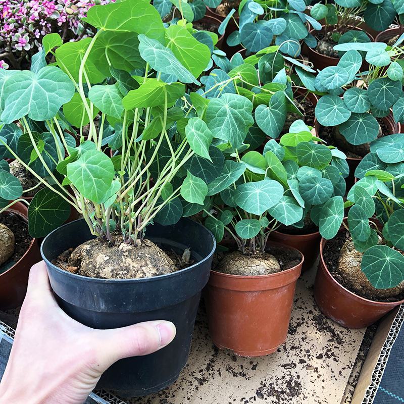山乌龟爬藤植物盆栽室内红藤圆叶金不换阳台花园多肉块根
