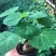 山乌龟爬藤植物盆栽室内红藤圆叶金不换阳台花园多肉块根
