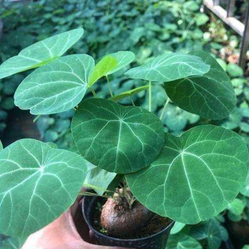 山乌龟爬藤植物盆栽室内红藤圆叶金不换阳台花园多肉块根