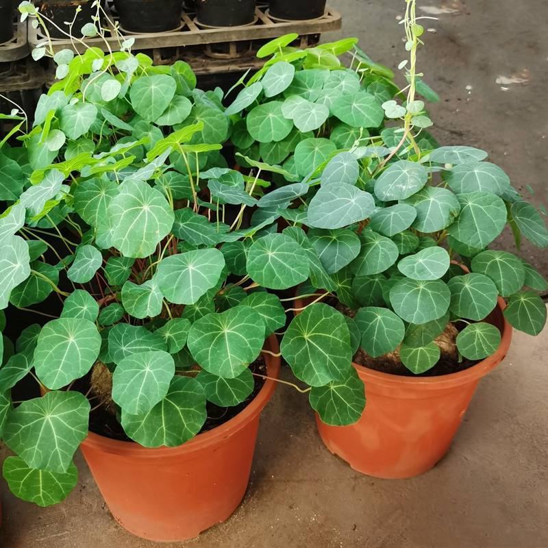 山乌龟爬藤植物盆栽室内红藤圆叶金不换阳台花园多肉块根