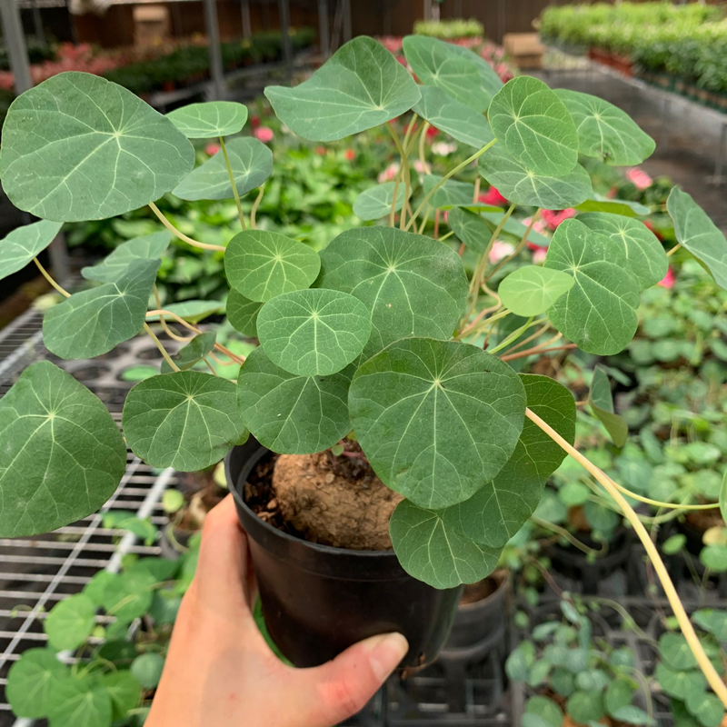山乌龟爬藤植物盆栽室内红藤圆叶金不换阳台花园多肉块根