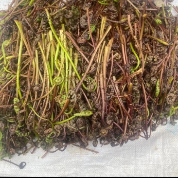 野菜猴腿，现采现发