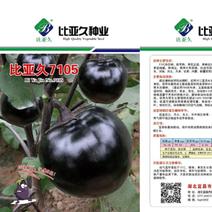 比亚久7105黑圆茄子种子早熟果实正圆单果重500克抗病