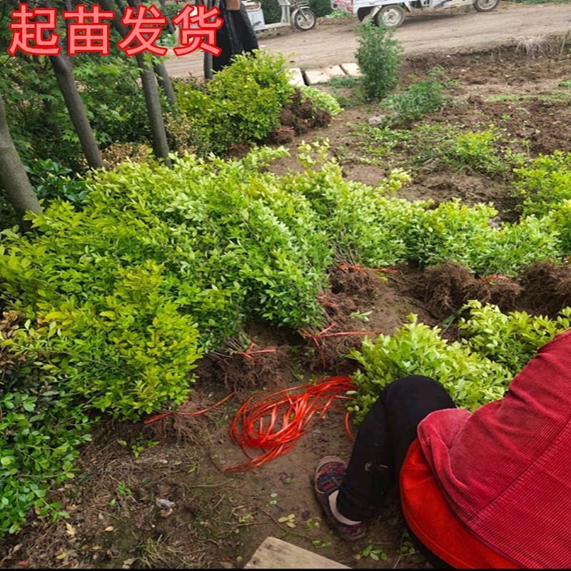 江苏金叶女贞床苗质量优价格低无中介