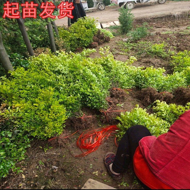 江苏金叶女贞床苗质量优价格低无中介