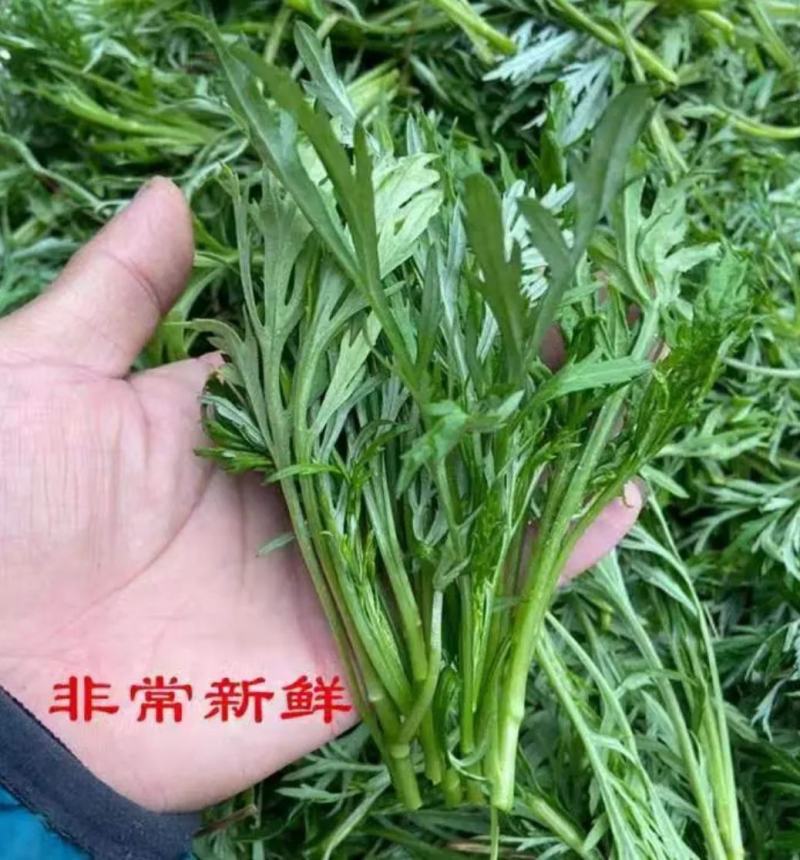 纯野生柳蒿芽