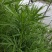 纯野生柳蒿芽