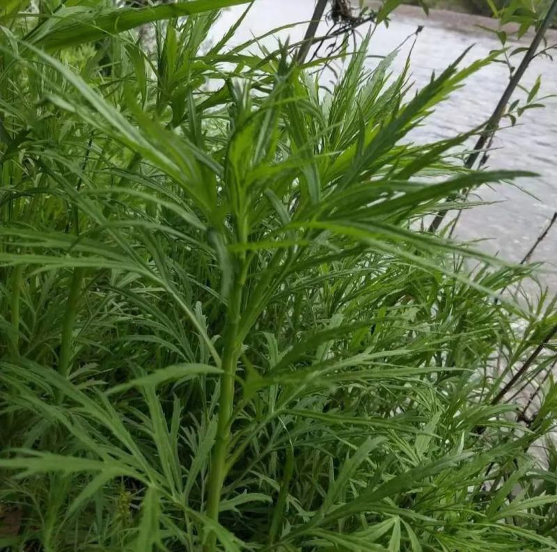 纯野生柳蒿芽