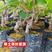 红心猕猴桃苗，绿心猕猴桃苗，也叫奇异果苗，南北方适合种植