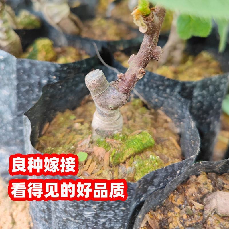红心猕猴桃苗，绿心猕猴桃苗，也叫奇异果苗，南北方适合种植