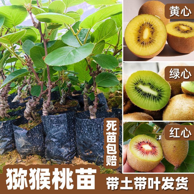 红心猕猴桃苗，绿心猕猴桃苗，也叫奇异果苗，南北方适合种植