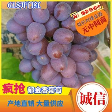 大连葡萄精品郁金香葡萄大量从优产地直发欢迎全国老板采购
