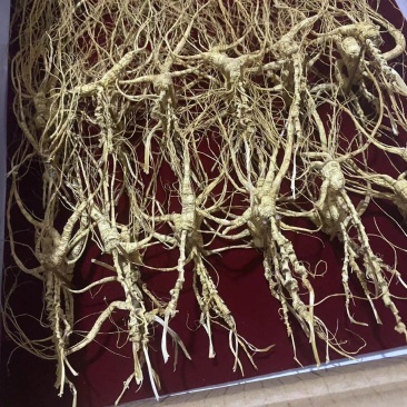 林下参小籽货超长芦头批发零售一手货源