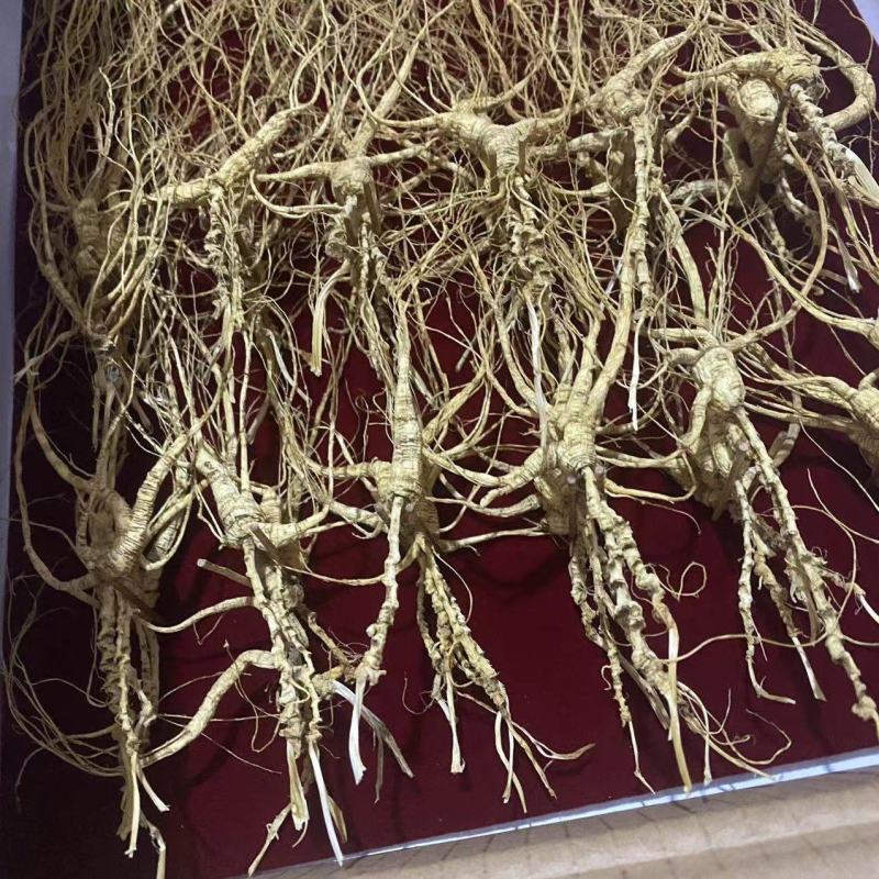 林下参小籽货超长芦头批发零售一手货源